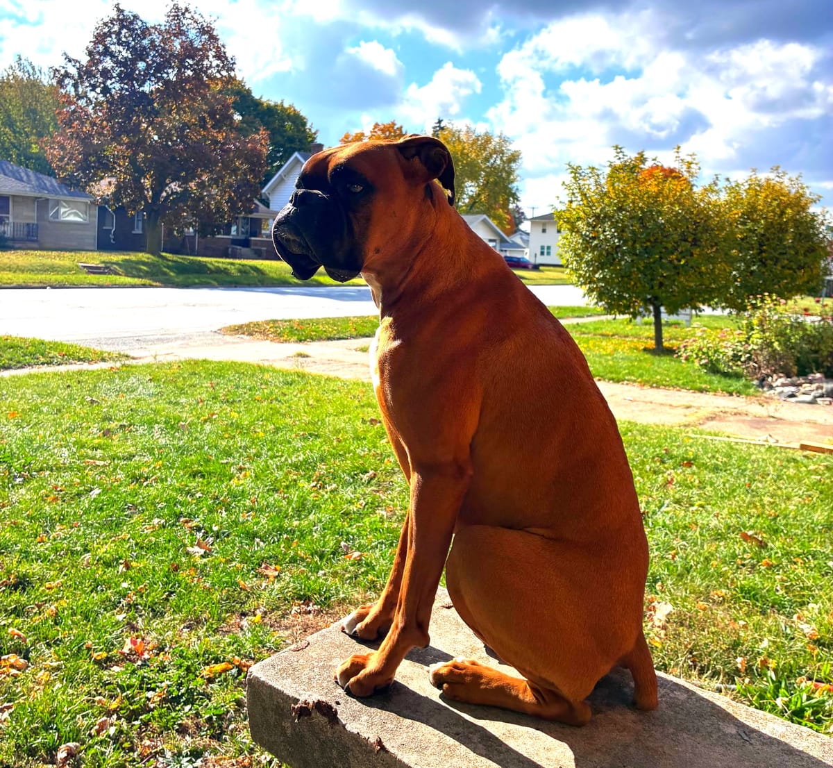 Boxer Dog Breed Guide (Temperament, Energy, Health & Living Setup)