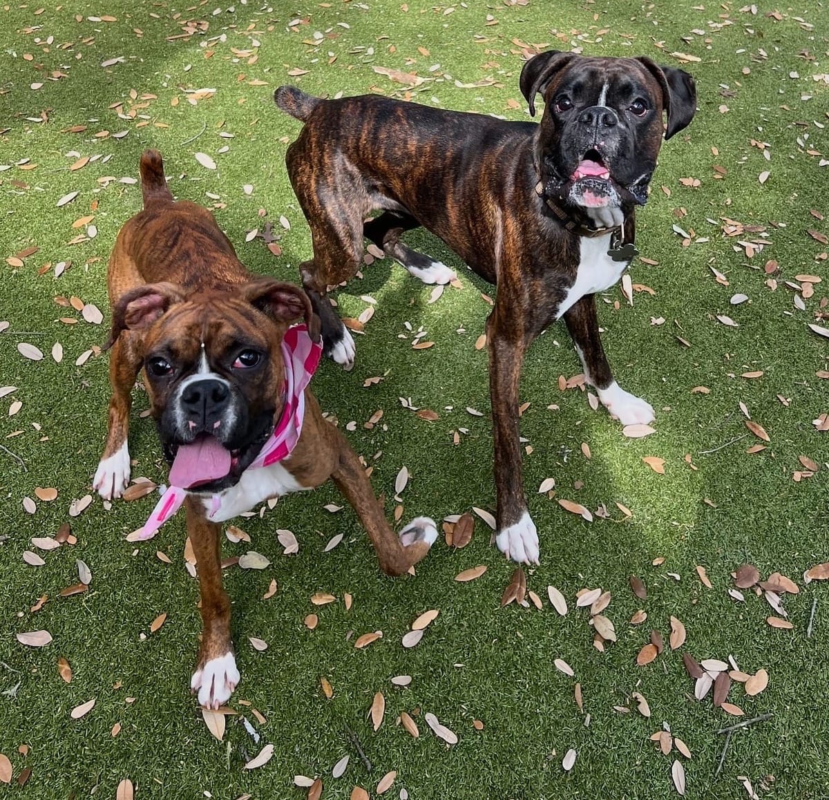 Complete Boxer Feeding Guide: Portions, Ingredients, Toppers & Daily Nutrition