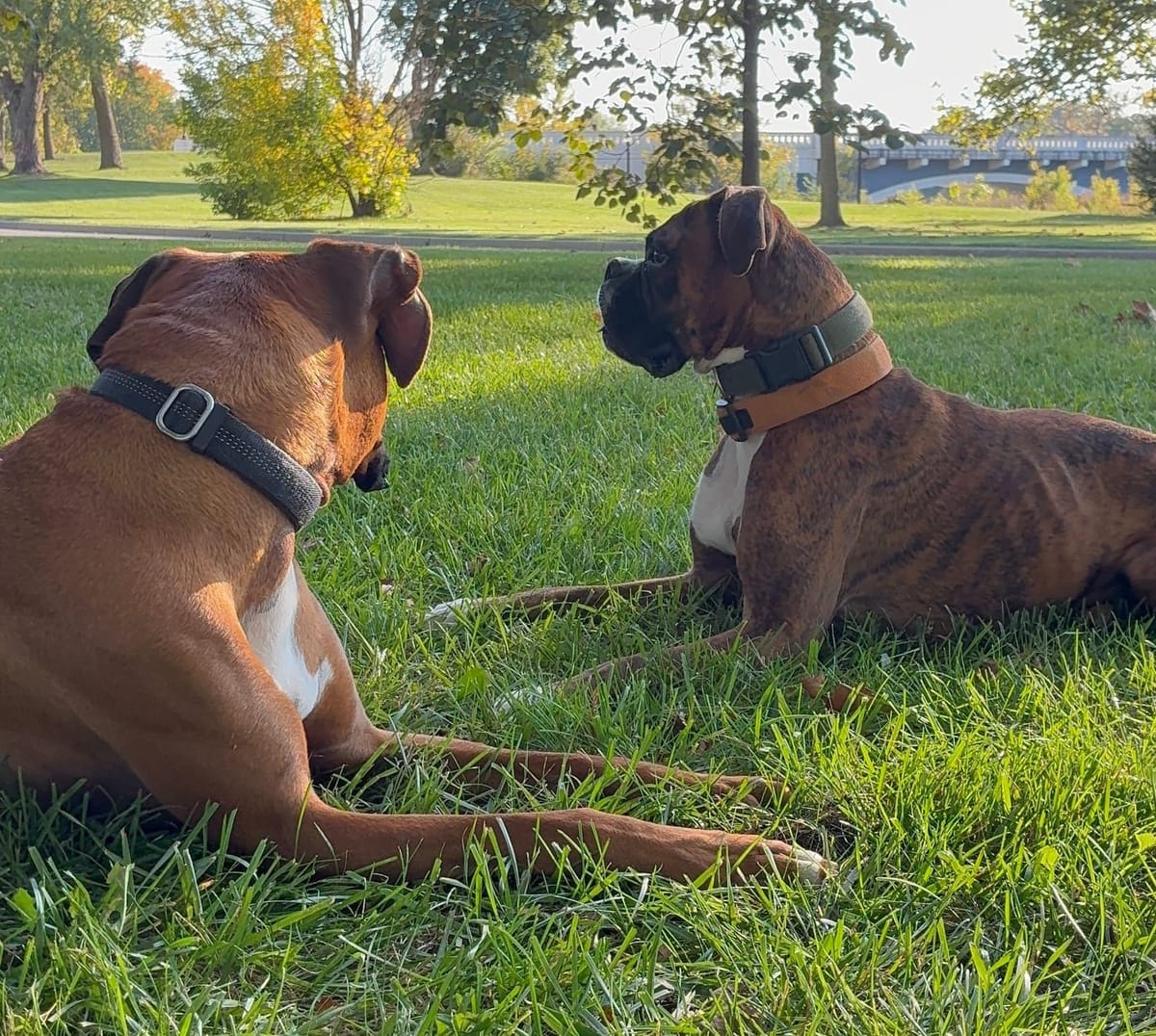 Boxer Origins & Evolution: From Medieval Boar Dog to Modern Family Athlete